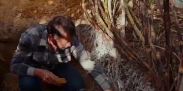 Avanços na produtividade e sustentabilidade com o uso do Microgeo