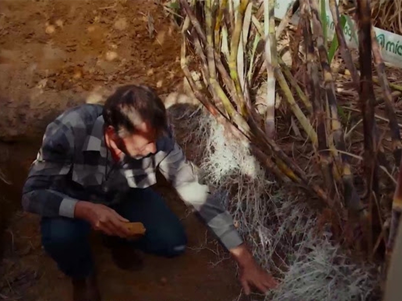 Avanços na produtividade e sustentabilidade com o uso do Microgeo