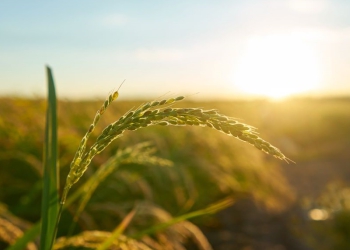 Conab estima safra recorde de grãos para 2024/25, apesar de problemas climáticos