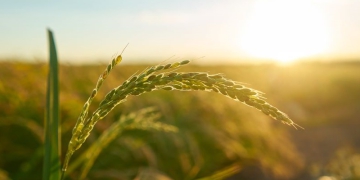 Conab estima safra recorde de grãos para 2024/25, apesar de problemas climáticos