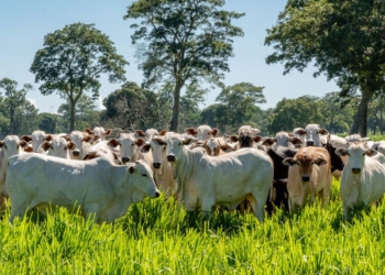 Datagro será o novo indicador para liquidação dos contratos futuros do boi gordo da B3