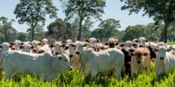 Datagro será o novo indicador para liquidação dos contratos futuros do boi gordo da B3