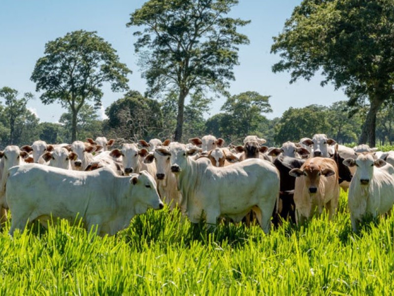 Datagro será o novo indicador para liquidação dos contratos futuros do boi gordo da B3