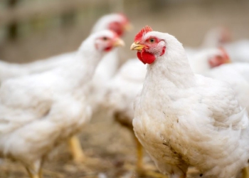 Brasil precisará aumentar produção de frango em 2025 para atender demanda mundial