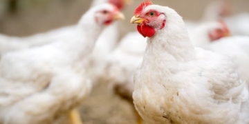 Brasil precisará aumentar produção de frango em 2025 para atender demanda mundial