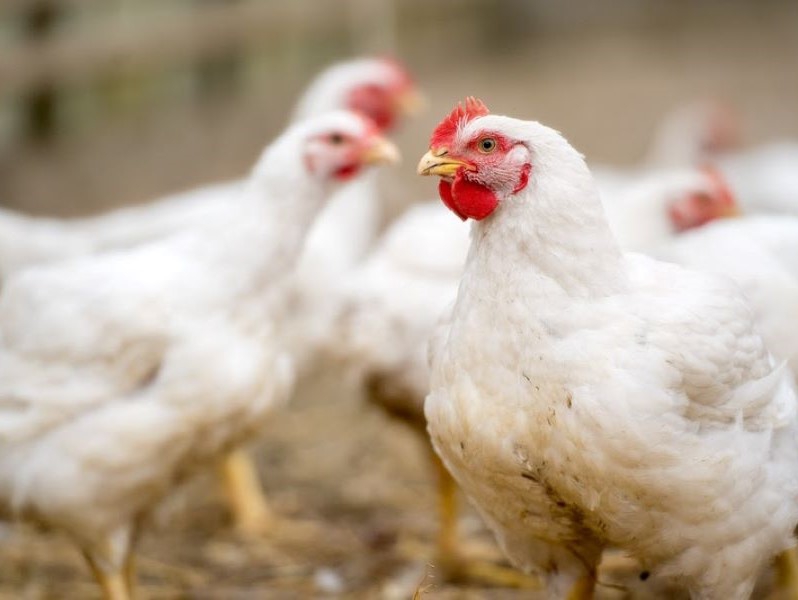 Brasil precisará aumentar produção de frango em 2025 para atender demanda mundial