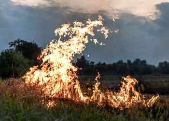 Comissão Técnica da FAESP estima prejuízo de R$ 2 bilhões com incêndios