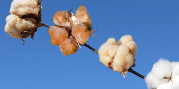 Agricultores paulistas apostam no algodão colorido, que tem ganhado novas tonalidades