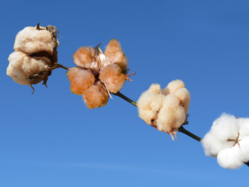 Agricultores paulistas apostam no algodão colorido, que tem ganhado novas tonalidades