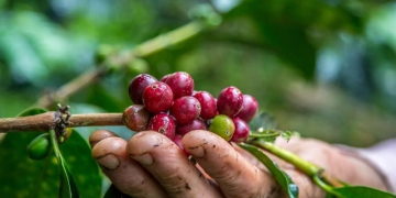 Congresso Brasileiro de Pesquisas Cafeeiras vai até esta sexta (25), em Franca-SP