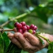 Congresso Brasileiro de Pesquisas Cafeeiras vai até esta sexta (25), em Franca-SP