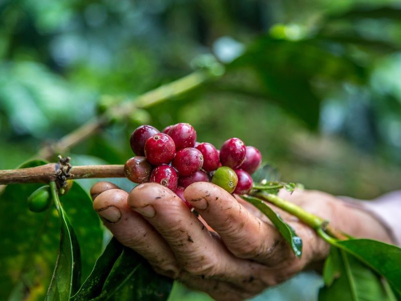 Congresso Brasileiro de Pesquisas Cafeeiras vai até esta sexta (25), em Franca-SP