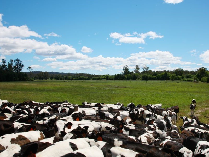 Pecuaristas de SP têm até 31 de dezembro para fazer a atualização de seus rebanhos