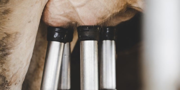 Mudanças climáticas impõem série de desafios à pecuária bovina