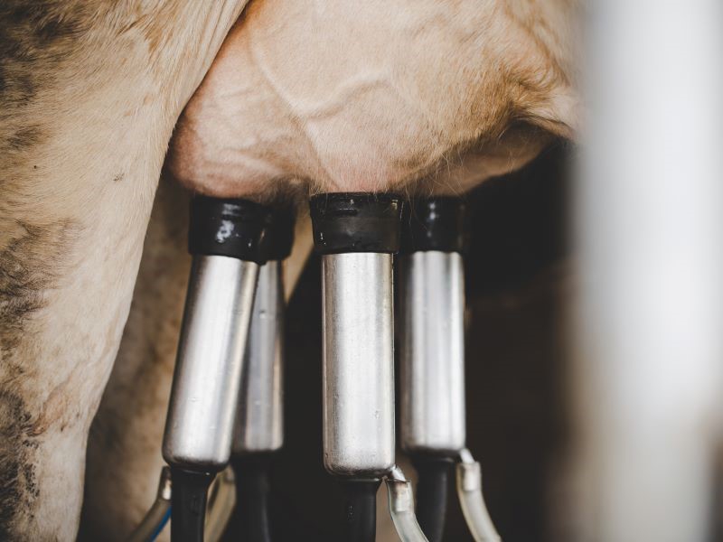 Mudanças climáticas impõem série de desafios à pecuária bovina