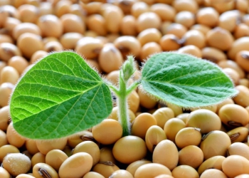 Ministério da Agricultura divulga lista com os municípios mais ricos do agro