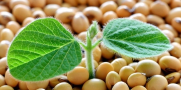 Ministério da Agricultura divulga lista com os municípios mais ricos do agro