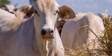Feicorte será reaberta nesta terça-feira em Presidente Prudente-SP