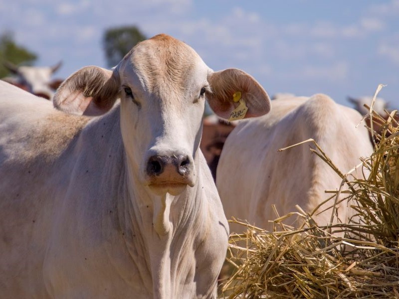 Feicorte será reaberta nesta terça-feira em Presidente Prudente-SP