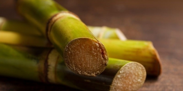 Projeto que regula mercado de carbono vai abrir oportunidades aos produtores de cana, diz Orplana