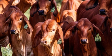 IV Fórum Paulista de Febre Aftosa vai debater retirada da vacinação no país