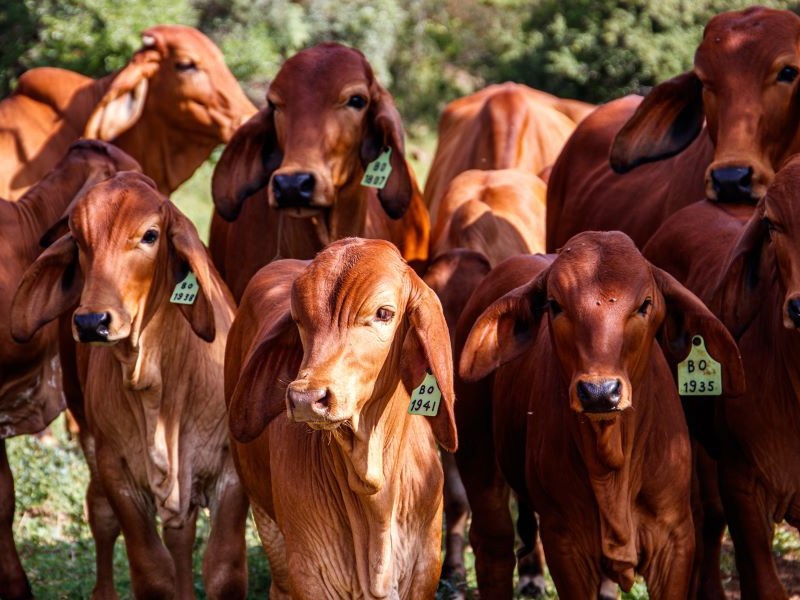 IV Fórum Paulista de Febre Aftosa vai debater retirada da vacinação no país