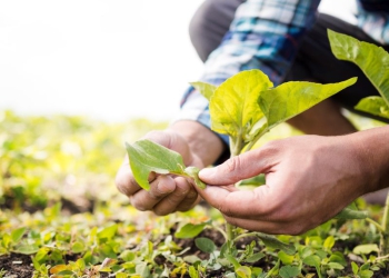Entidades do agro pedem manutenção de isenções fiscais ao Governo de SP