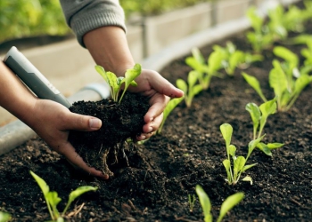 Atlas Agro e Casa dos Ventos firmam parceria para estudar viabilidade de projeto para fertilizantes verdes