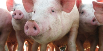 Sucesso na suinocultura depende de garantir biosseguridade nas granjas