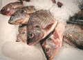 MAPA e Peixe BR anunciam fim de certificado sanitário para venda de filé de tilápia aos EUA