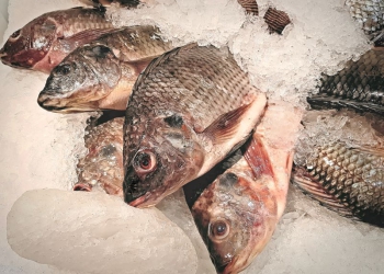 MAPA e Peixe BR anunciam fim de certificado sanitário para venda de filé de tilápia aos EUA