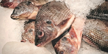 MAPA e Peixe BR anunciam fim de certificado sanitário para venda de filé de tilápia aos EUA