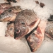 MAPA e Peixe BR anunciam fim de certificado sanitário para venda de filé de tilápia aos EUA