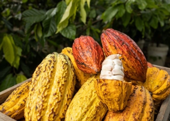 Fabricação de chocolate e fomento ao turismo rural estabelecem nova rota para o cacau em SP