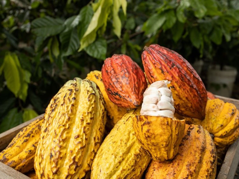 Fabricação de chocolate e fomento ao turismo rural estabelecem nova rota para o cacau em SP