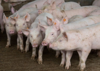 Produção de biocombustíveis em propriedades rurais paulistas tem novos procedimentos