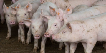 Produção de biocombustíveis em propriedades rurais paulistas tem novos procedimentos