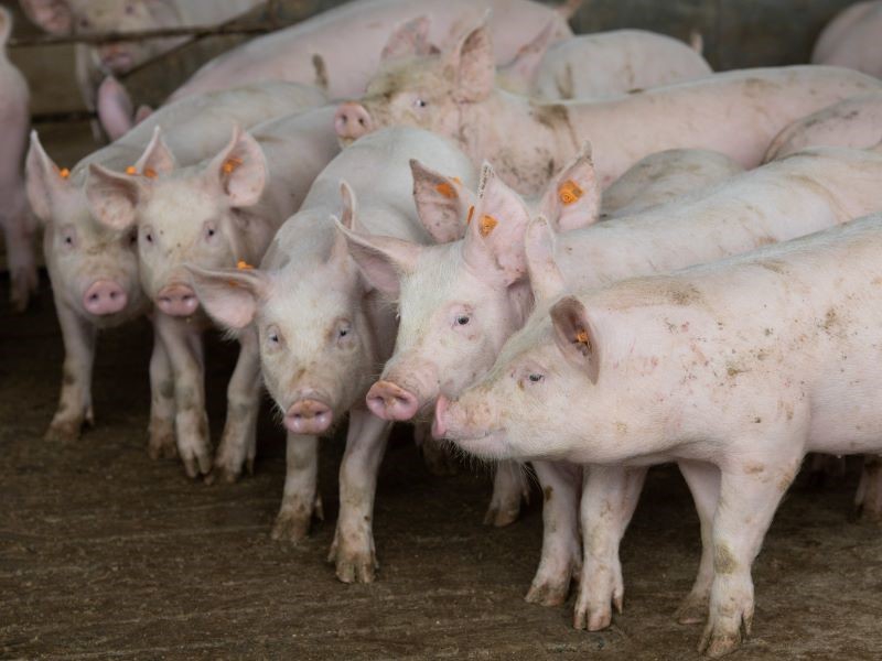 Produção de biocombustíveis em propriedades rurais paulistas tem novos procedimentos