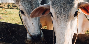 Projeto de lei sobre Fundo de Defesa da Sanidade Animal é encaminhado à Alesp