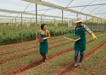 Agroindústria cresce 1,6% no primeiro trimestre, revela FGVAgro