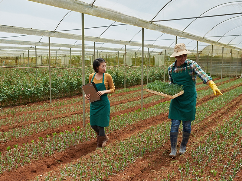Agroindústria cresce 1,6% no primeiro trimestre, revela FGVAgro