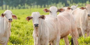 Rede ILPF amplia programa para seis estados