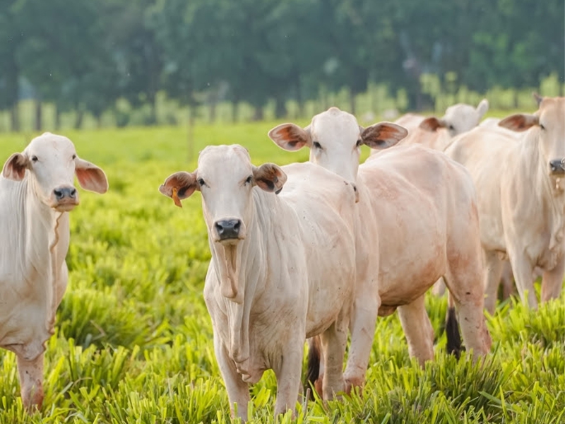 Rede ILPF amplia programa para seis estados