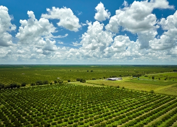 O agronegócio brasileiro e a nova ordem mundial