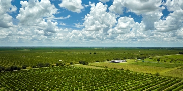 O agronegócio brasileiro e a nova ordem mundial