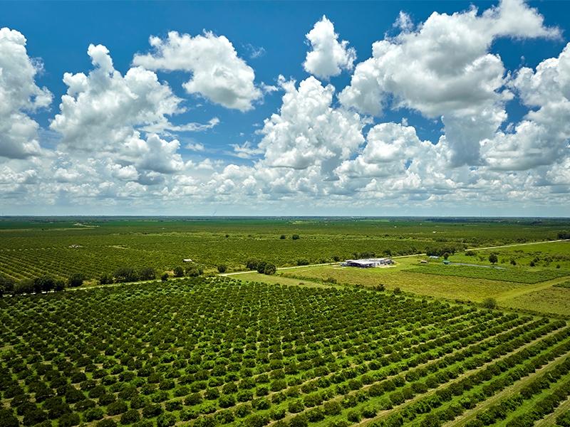 O agronegócio brasileiro e a nova ordem mundial