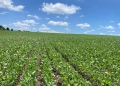 Safra 2025/26: sinergia de tecnologias acelera agricultura regenerativa