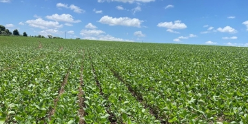 Safra 2025/26: sinergia de tecnologias acelera agricultura regenerativa