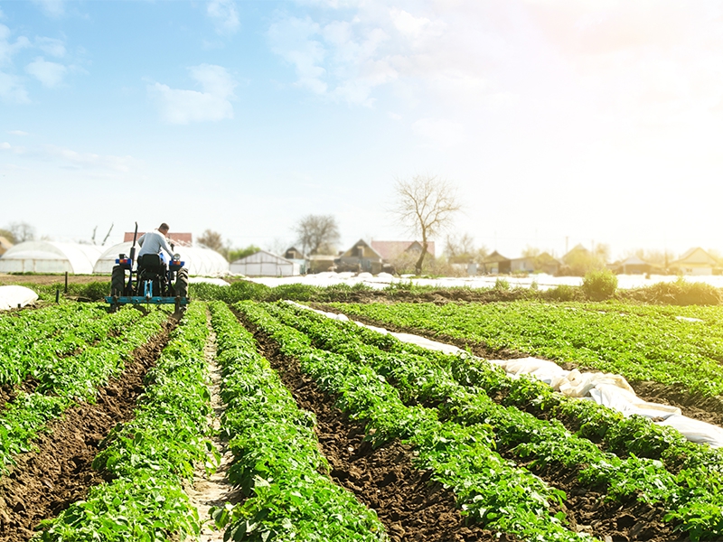 Agroindústria recua 2,1% em agosto, revela FGVAgro