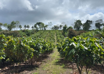 BNDES aprova R$100 milhões para expansão de sistemas agroflorestais da Belterra